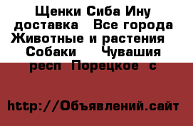 Щенки Сиба Ину доставка - Все города Животные и растения » Собаки   . Чувашия респ.,Порецкое. с.